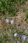 Chicory